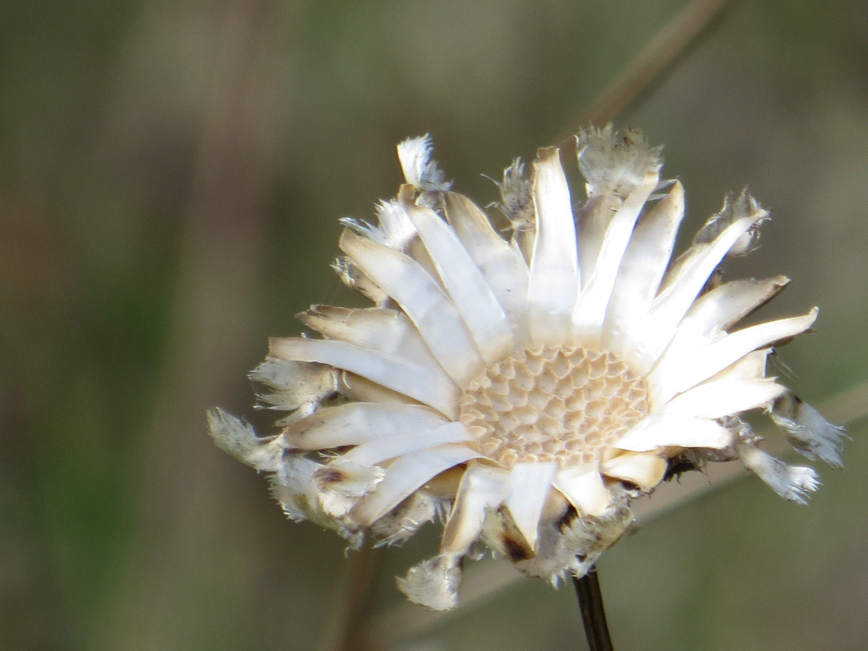 remains after a flower went to seed.