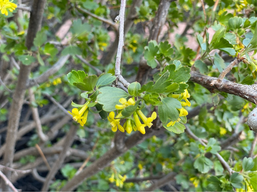 yellow shrub