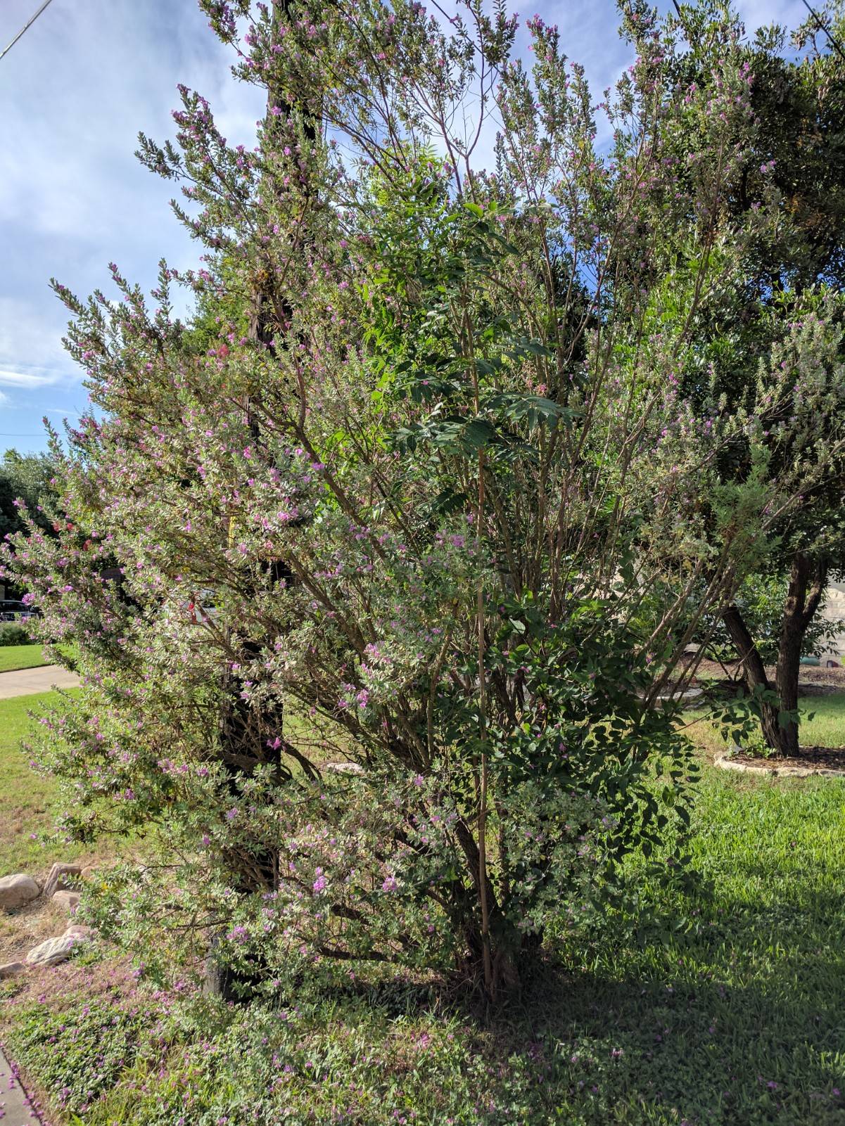 Shrubs growing on top of each other.