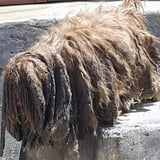 dreadlock dog 6