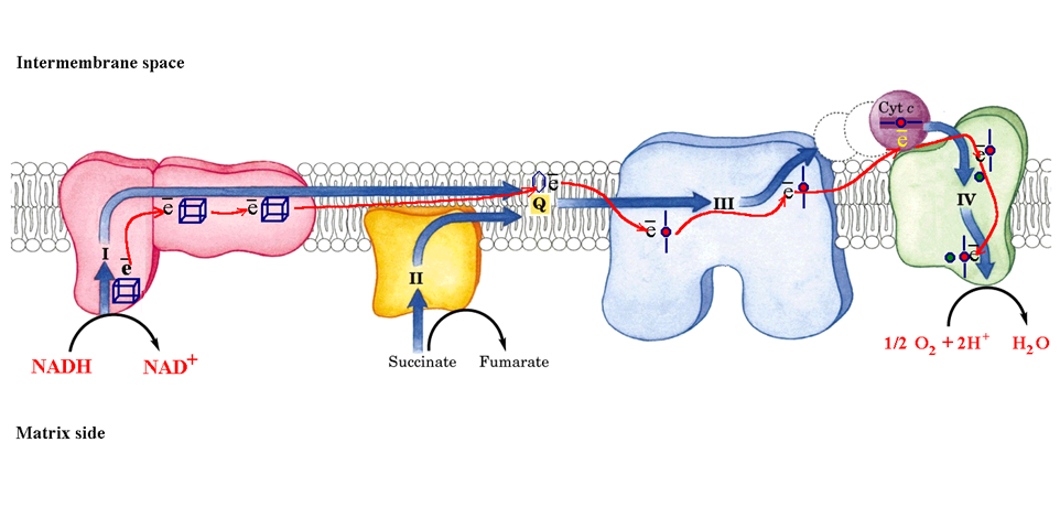 oxidative phosphorylation electron chain