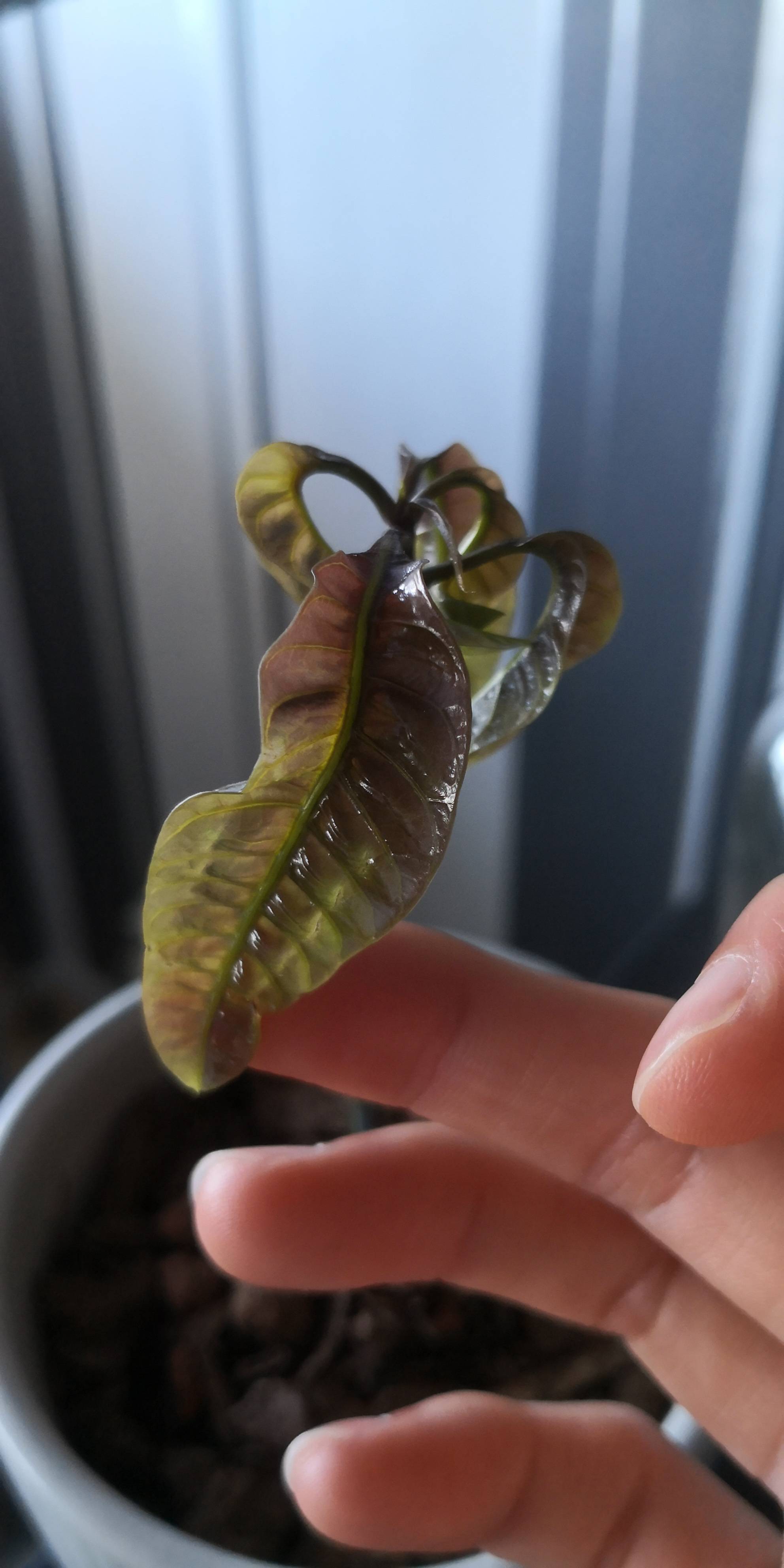 it is curled crinkled and the rest of the leaves are curled as well.