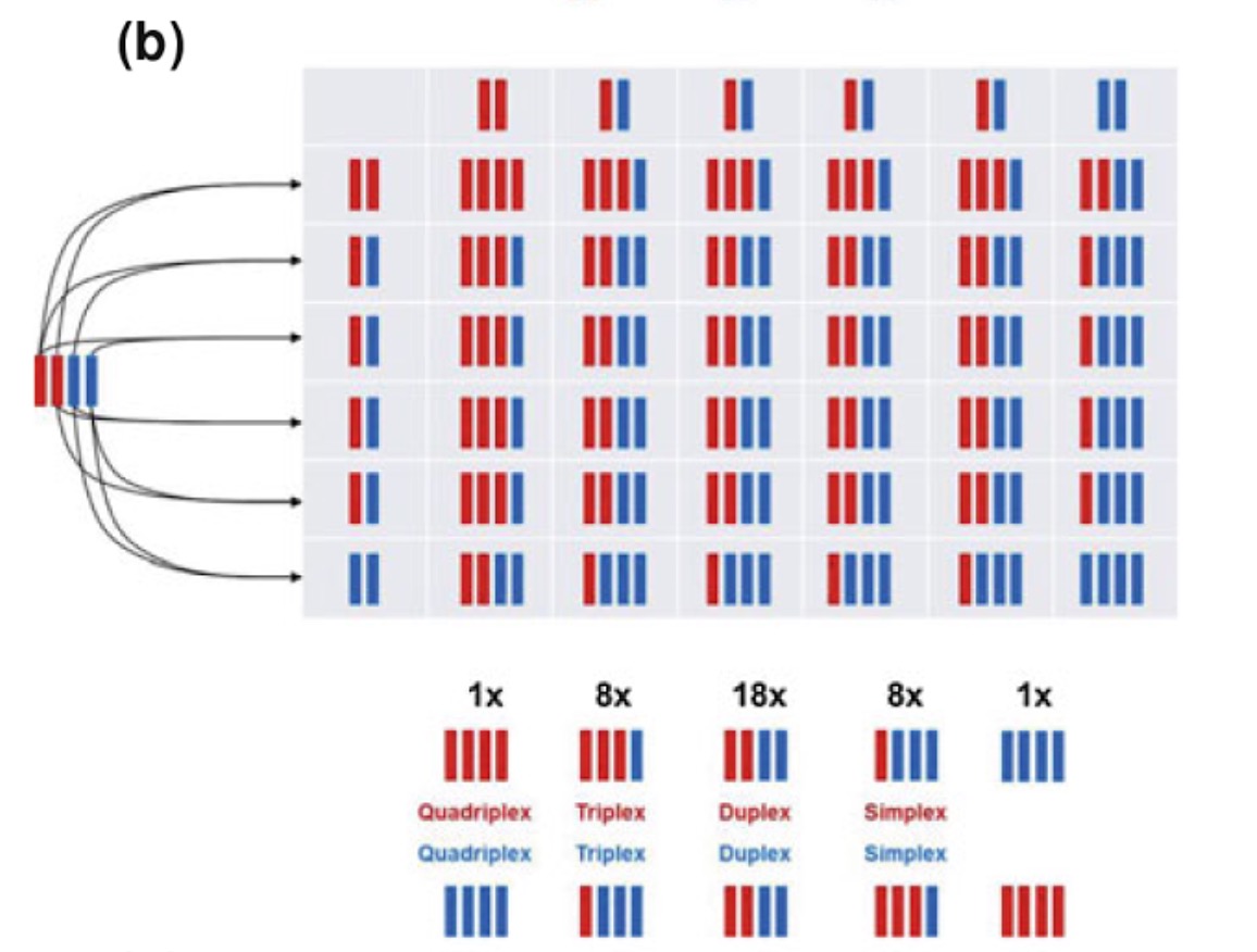 Autopolyploid with tetravalent formation, and random pairing between chromosomes