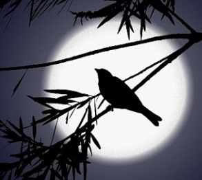 Night bird's user avatar