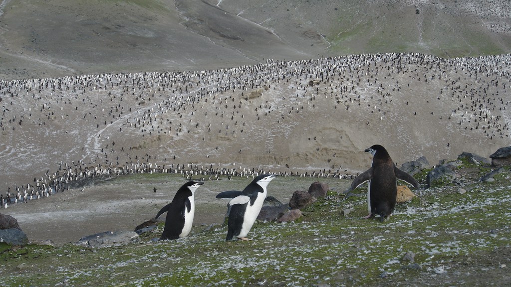 penguins