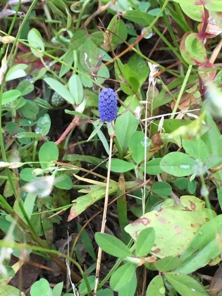 blue flower- Photo by Sharon McGeein