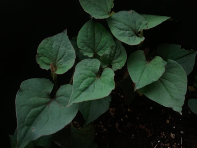 Picture of the plant growing inside a 10-gallon nursery pot