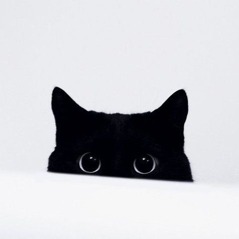 Bookkitty's user avatar