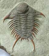 TriloByte's user avatar