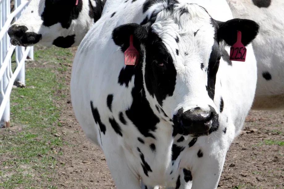 genetically engineered cow