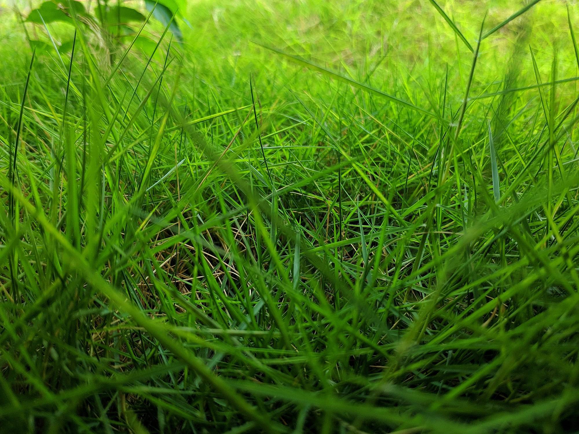 a different photograph of grass