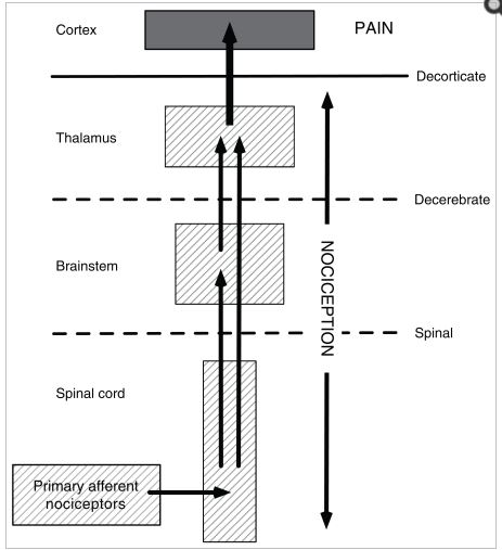 Nociception and pain