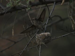 hummingbird