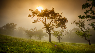 Apple Orchard in Fog - Jakub