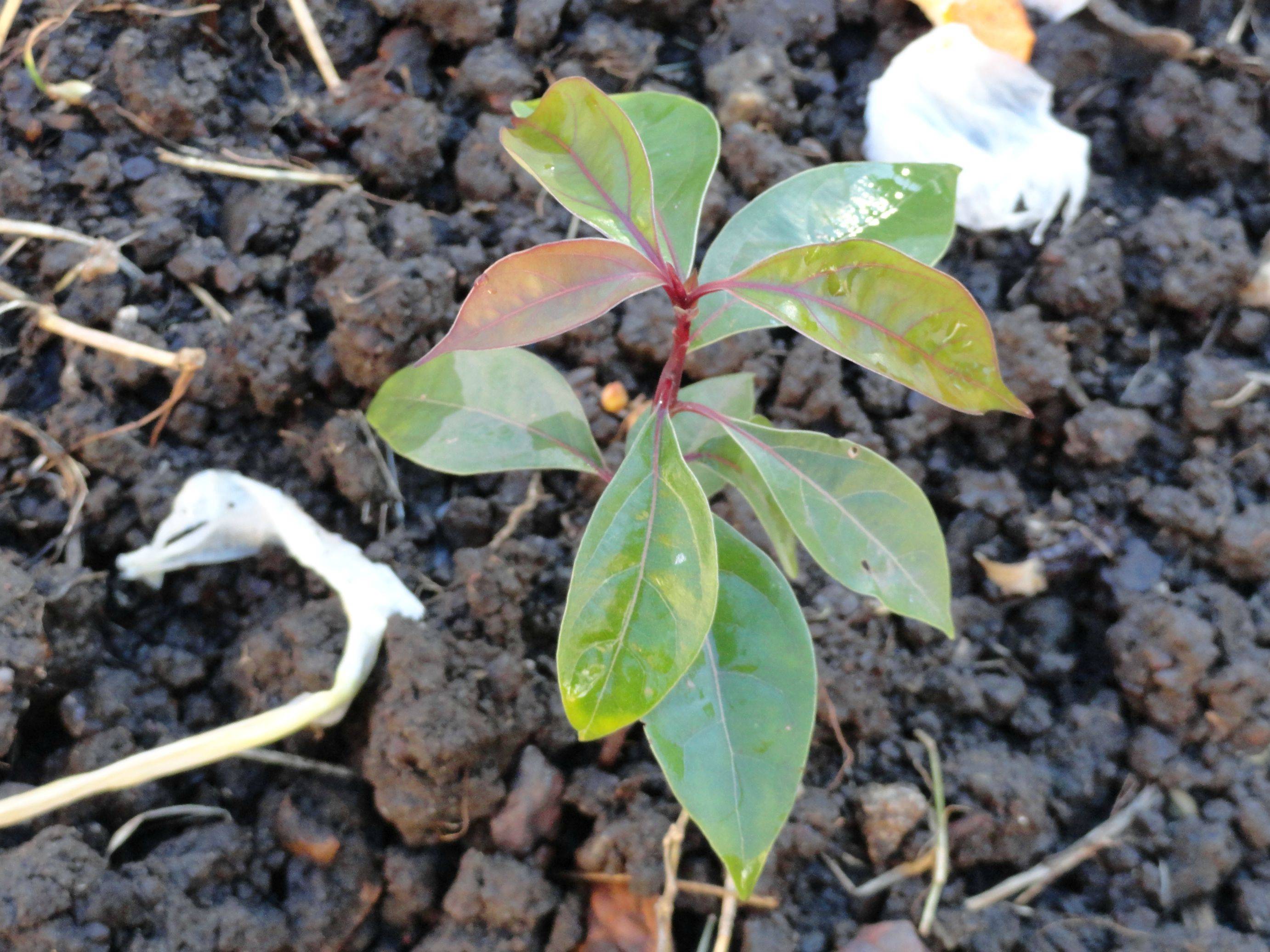 Tropical Fruit Seedling