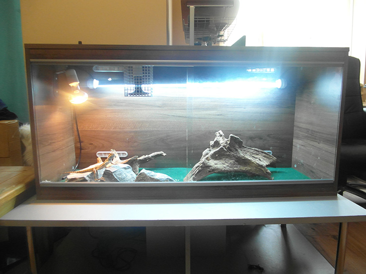 great bearded dragon setup