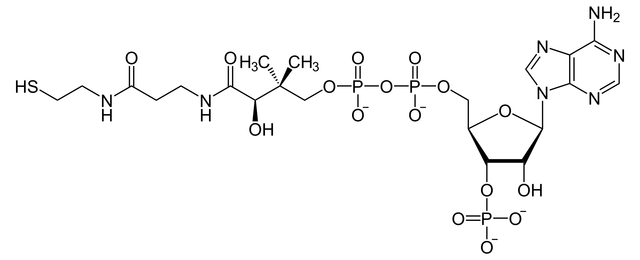 Structure of coenzyme A by NEUROtiker — adapted from https://en.wikipedia.org/wiki/Coenzyme_A#/media/File:Coenzym_A.svg