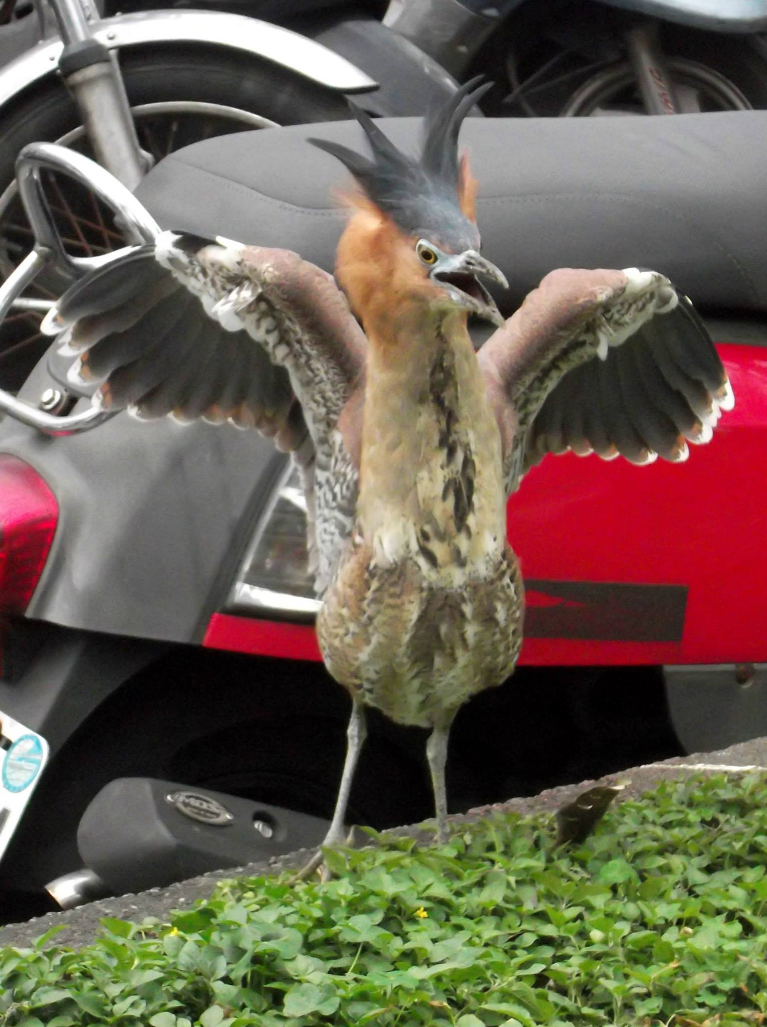 mystery bird in Taipei, Taiwan