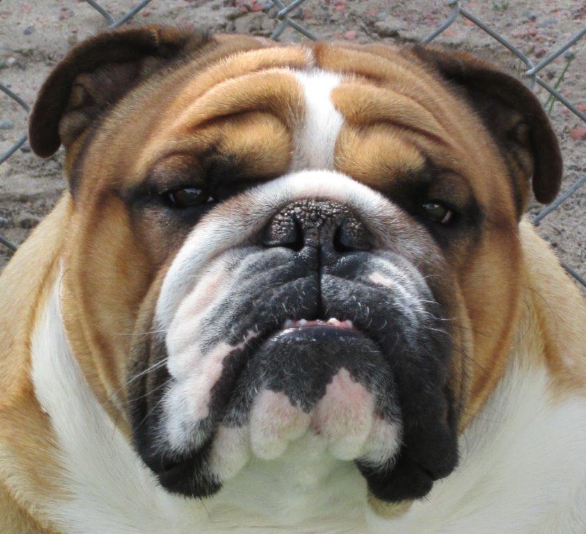 bulldog's user avatar