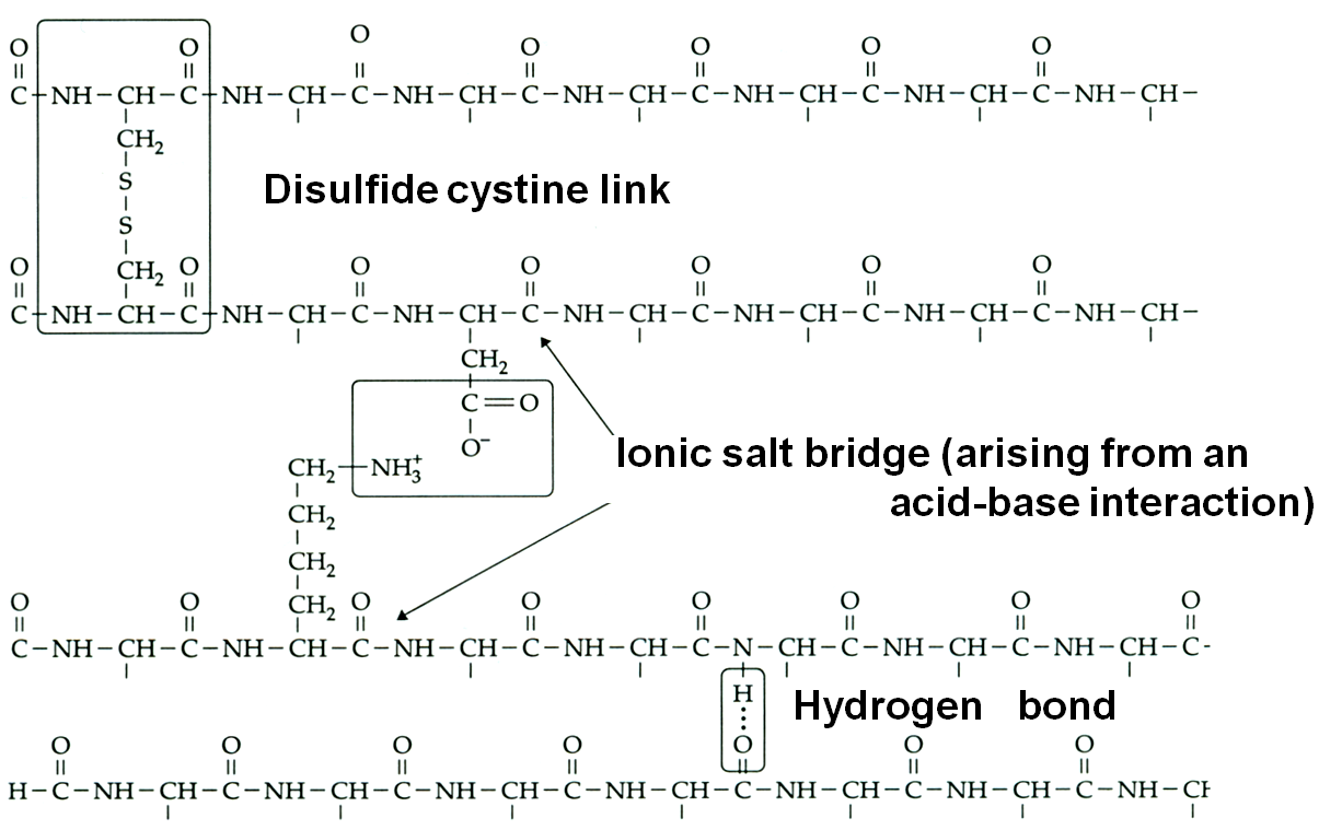 bonding between keratin molecules