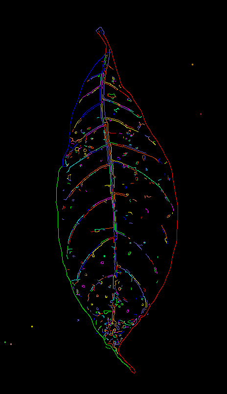 Canny edge detection leaf