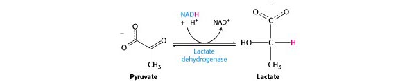 lactate dehydrogenase reaction