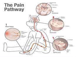 painpathway