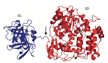 Poliovirus 3CD precursor