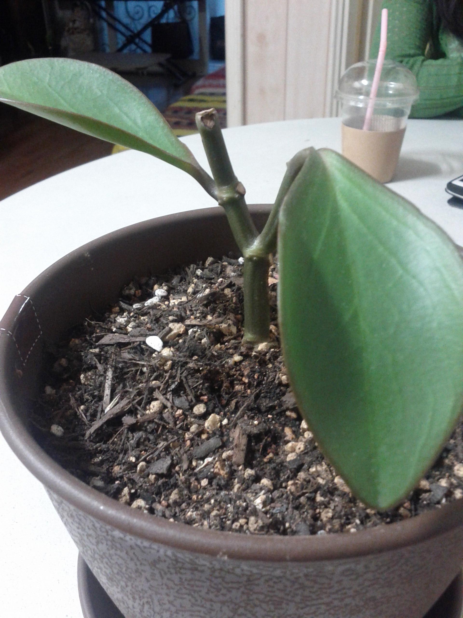 Small houseplant. Kind of thick stiff leaves.