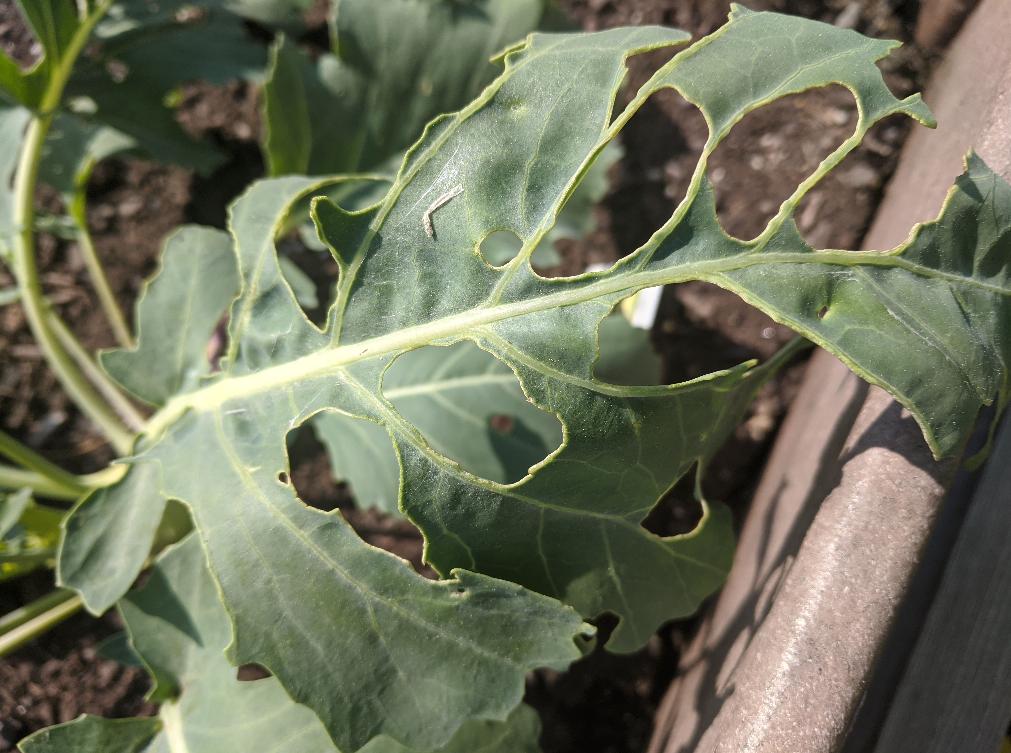 Large broad plant leaf with large round holes in it