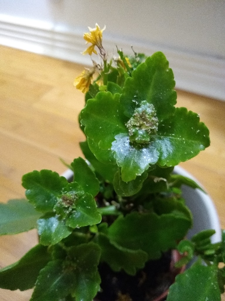 Houseplant with small yellow flowers and white marks on the leaves