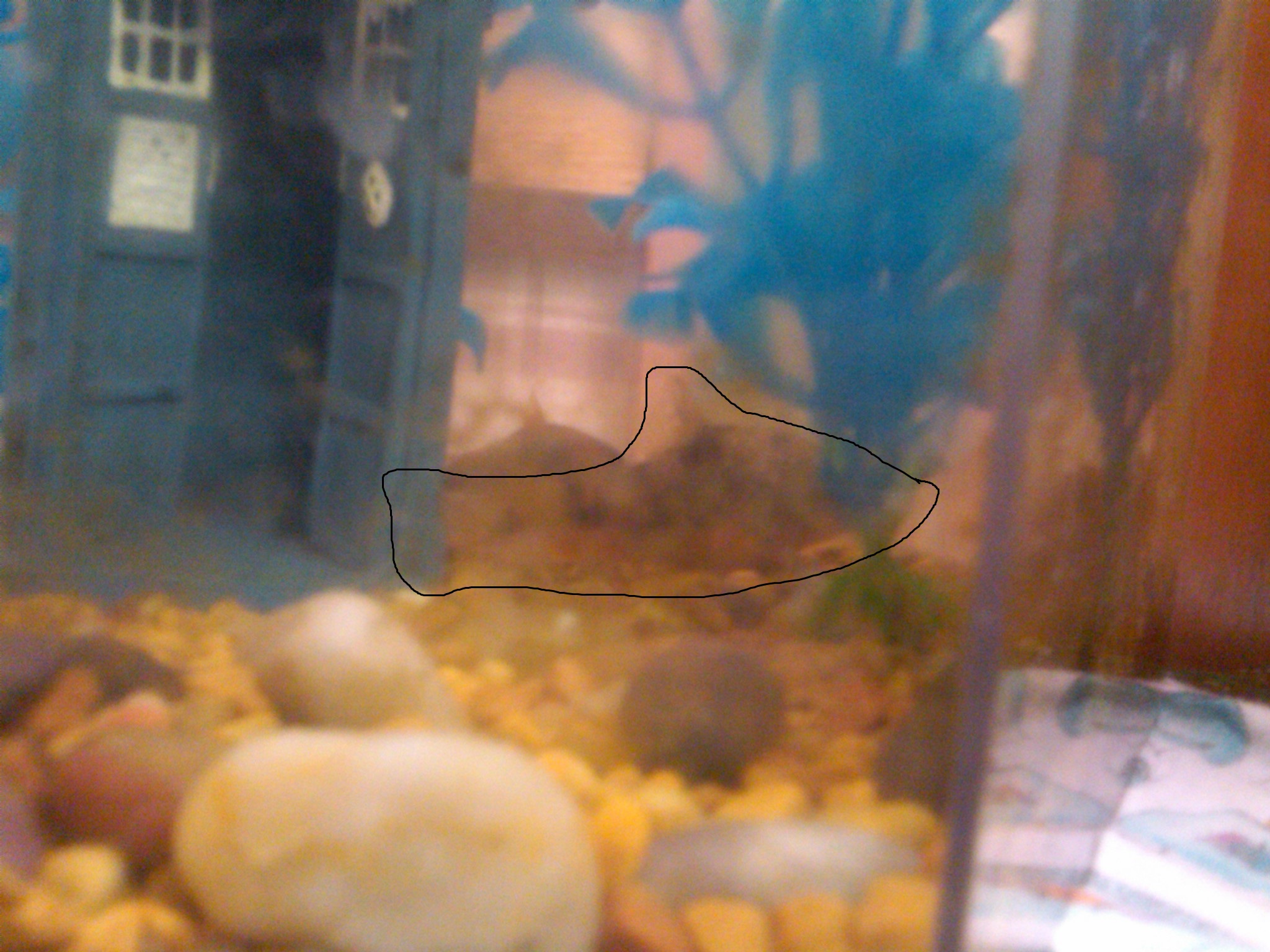 My fish