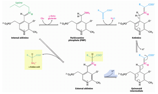 Mechanism of Action of Aminotransferases