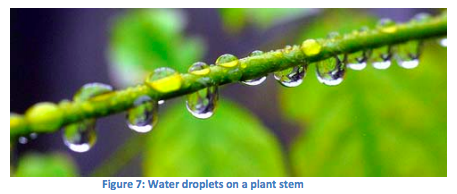 water droplets on a plant stem