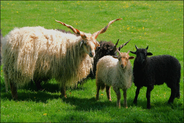 Racka sheep