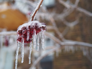 Ice Storm in Montreal