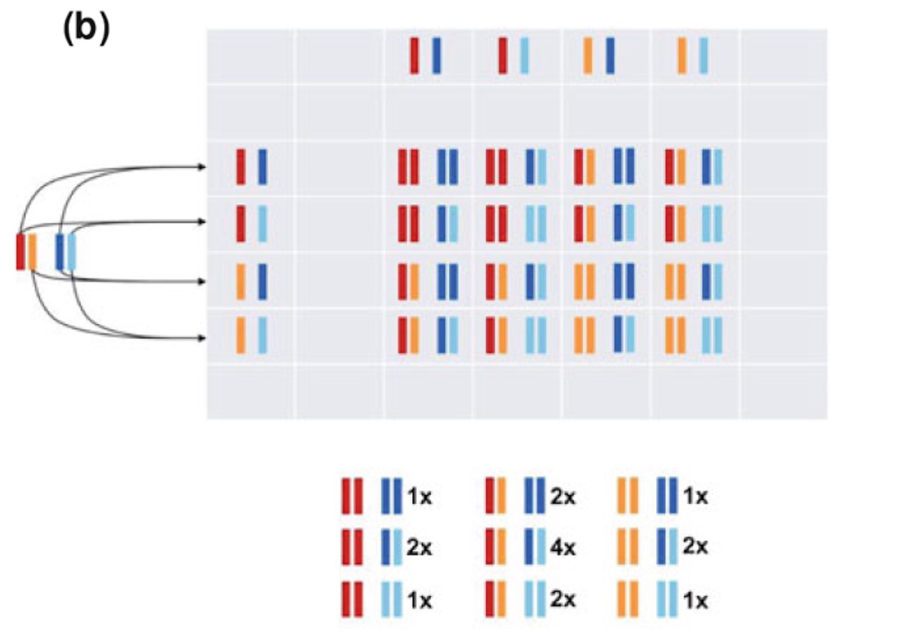 Autopolyploid with tetravalent formation, and random pairing between chromosomes