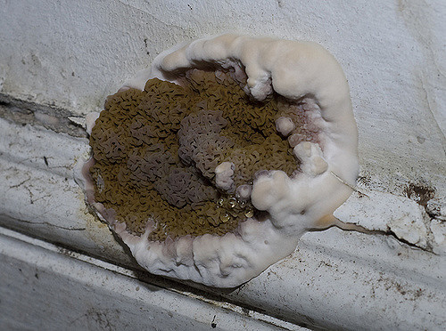 dry rot image by Dave Brown