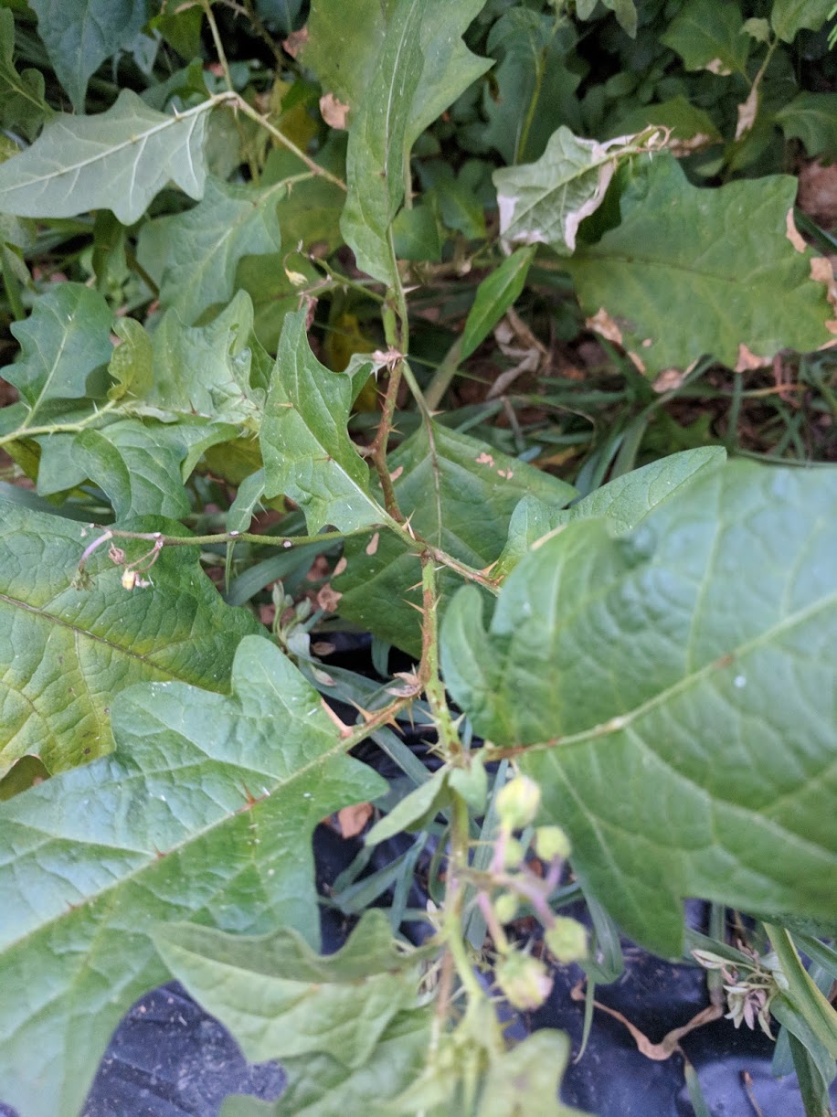 close-up of sharp thorns