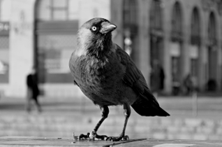 Western Jackdaw - luator