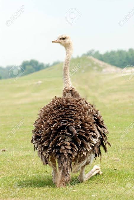 Another sitting ostrich