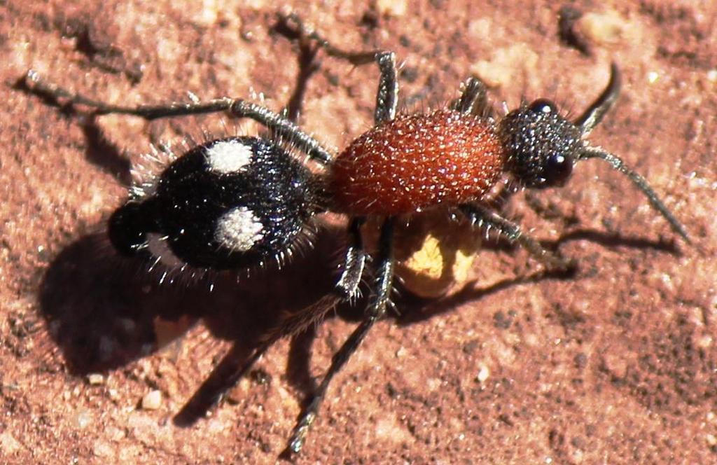 *Dolichomutilla sycorax