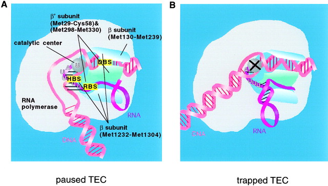 Intrinsic termination, paused & trapped states