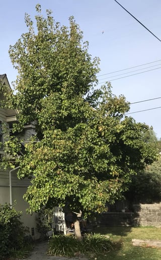 Fig tree that's gotten pretty big