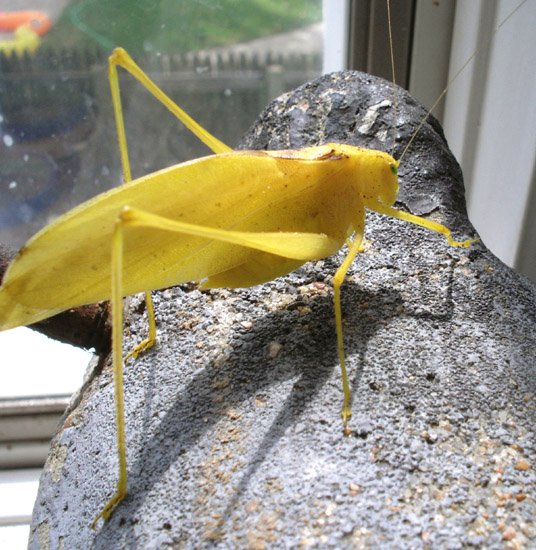 Yellow Katydid