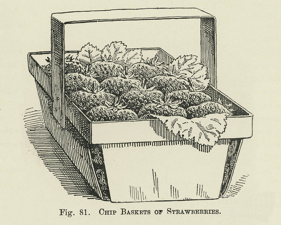 illustration of a rectangular basket with a handle filled with strawberries