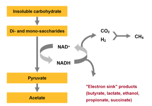 Coupling of fermentation and methanogenesis in ruminants