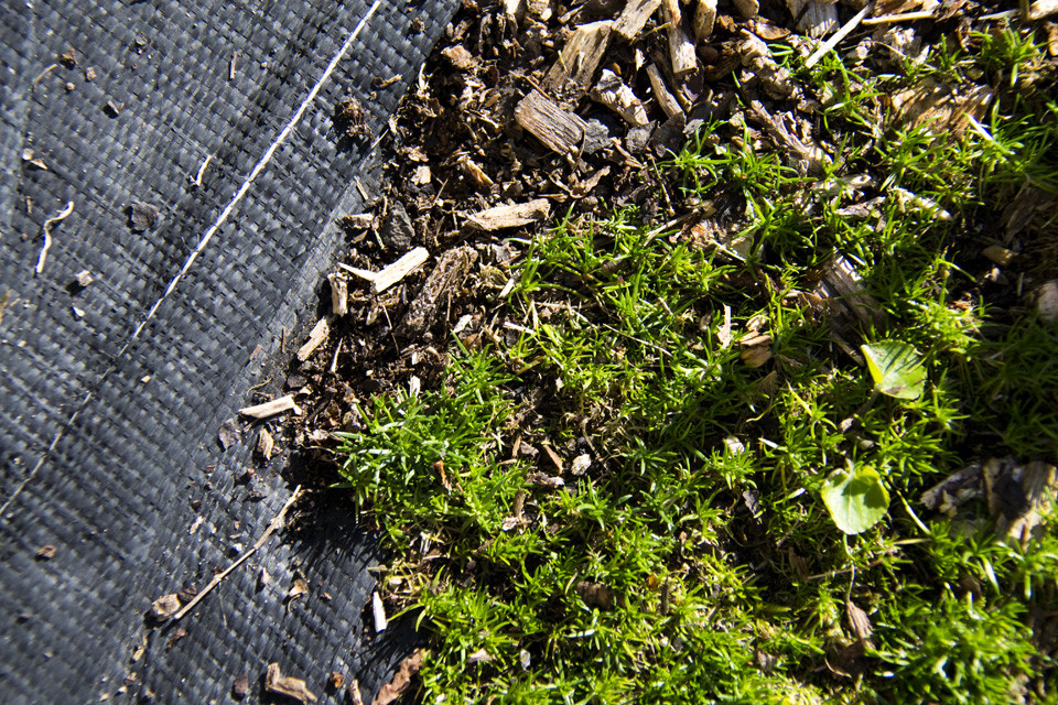 Pearlwort close-up