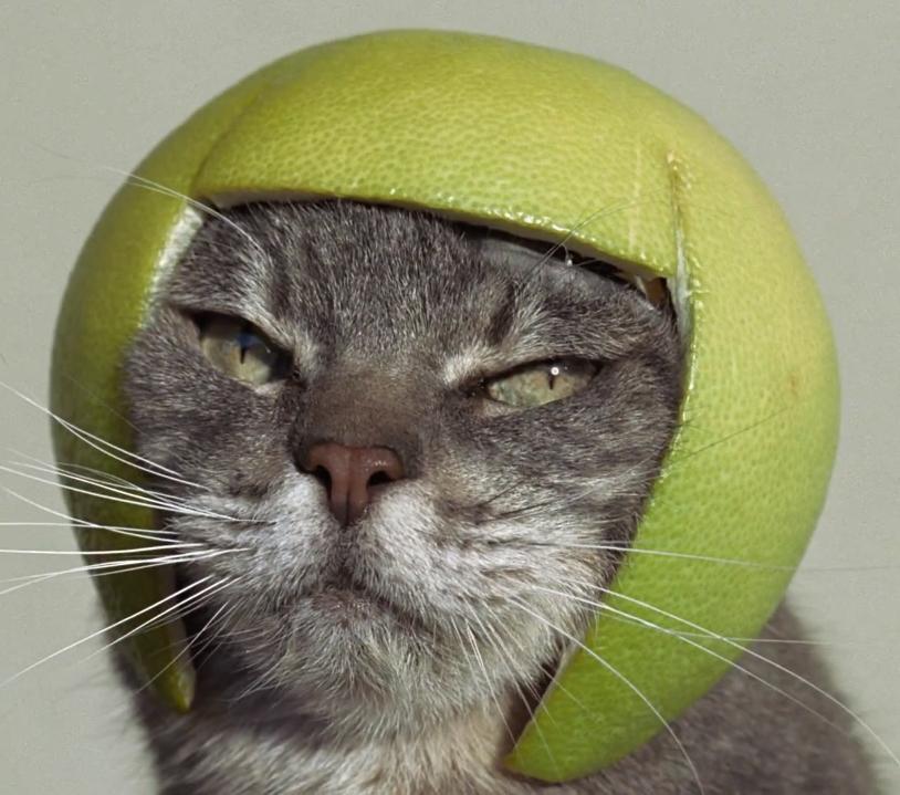 Lemon Cat's user avatar