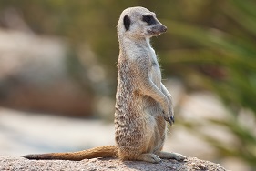 Meerkat's user avatar